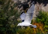 Ring-Billed Gull 