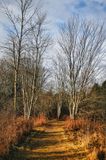 Morning Walk 