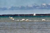Swans  