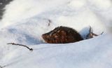 Mink  