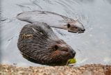 Beavers 