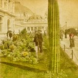 The Great Cactus