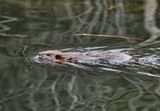 Beaver on a Mission  