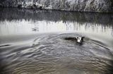 Dog Swimming 