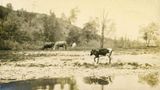 Cattle  