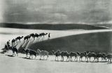 Camel Caravan  