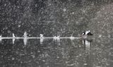 Bufflehead Taking Off  
