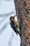 Yellow-bellied Sapsucker