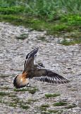 Killdeer Landing 