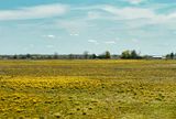 Dandelion Country  