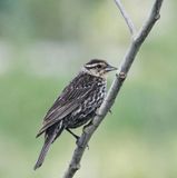 Female Red-winged Blackbird  