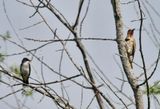 Kingbird and Flicker 
