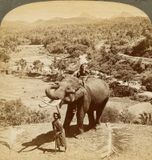 Elephant in Ceylon  