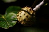 Horse Chestnut  