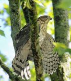 Coopers Hawk  