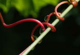 Vine