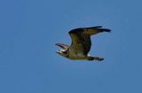 Osprey in Flight 