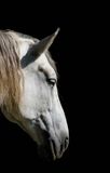 Horse Head  