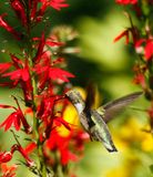 Hummer 
