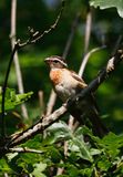 Juvenile Rose-breasted Grosbeak