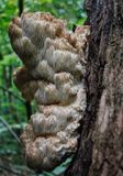 Lions Mane Mushroom  