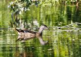 Immature Male Wood Duck  