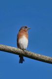 Eastern Bluebird  