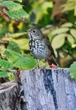 Hermit Thrush  