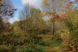 Fall Colour  