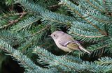 Ruby-crowned Kinglet  