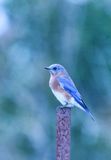 Eastern Bluebird  