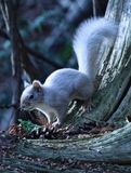White Squirrel  
