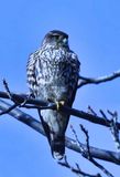 Merlin  