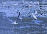 A Pair of Yellowlegs  
