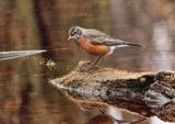 American Robin  