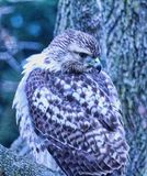 Young Redtail  