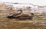 American Black Ducks  