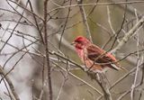 Purple Finch  