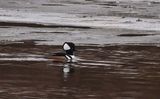 Hooded Merganser