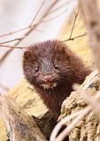 Mink  