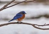 Bluebird  