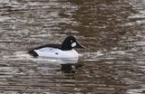 Goldeneye  