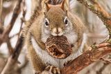 Squirrel with Nut   