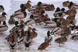Ducks