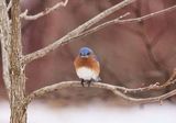 Bluebird 2  