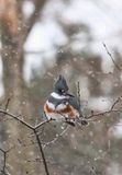 Kingfisher 