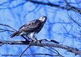 Red-tailed Hawk 2 