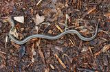 Garter Snake  