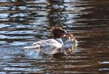 Merganser with Fish  