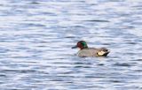 Green-winged Teal  